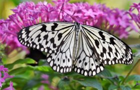 A butterfly sitting on a flower