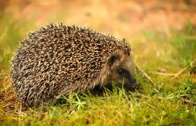 A Hedgehog